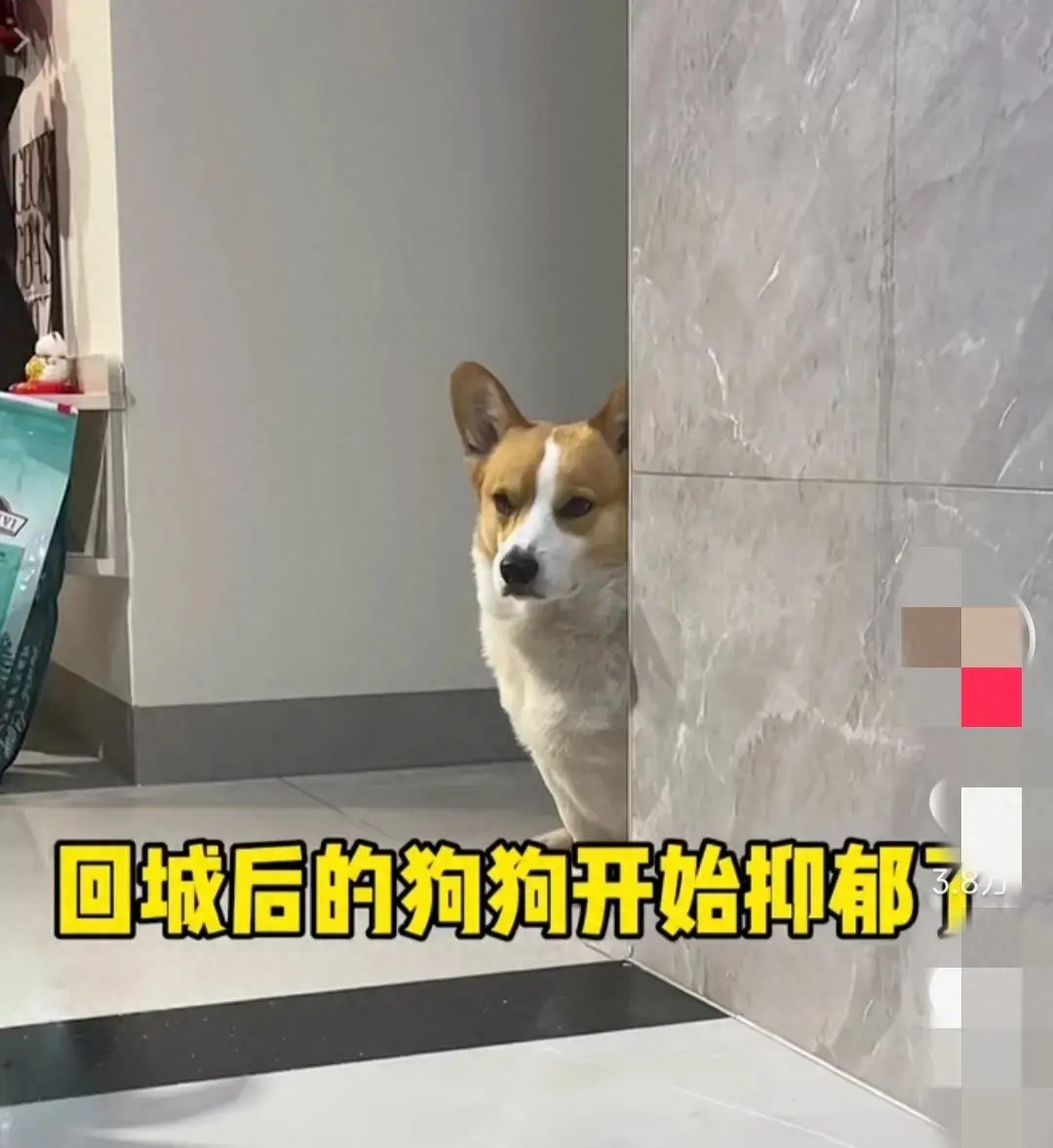 網(wǎng)友稱寵物狗從農(nóng)村回城后萎靡不振